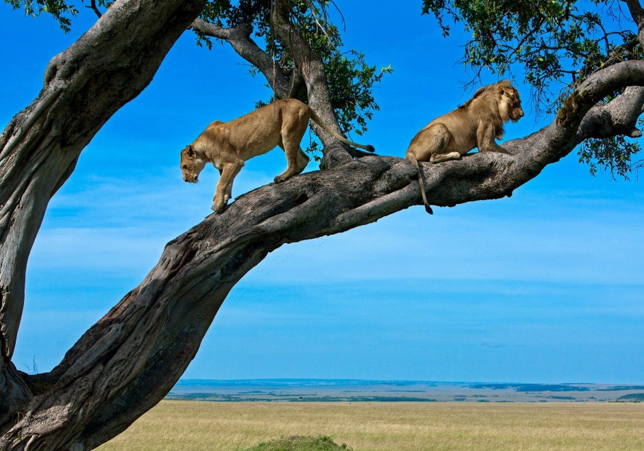 Серенгети Танзания дерево львица