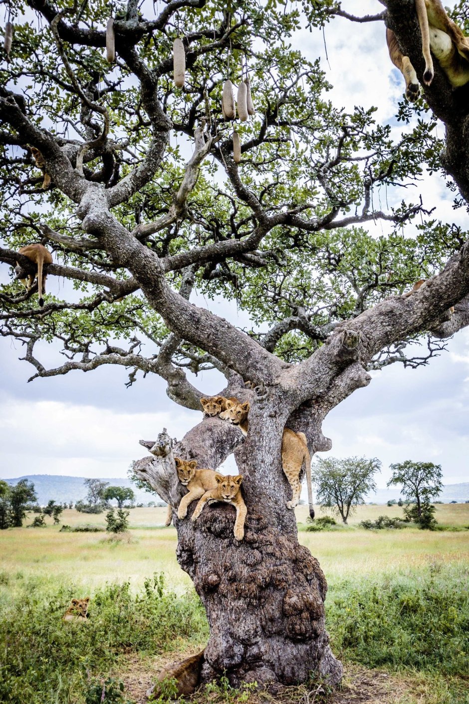 Львиное дерево