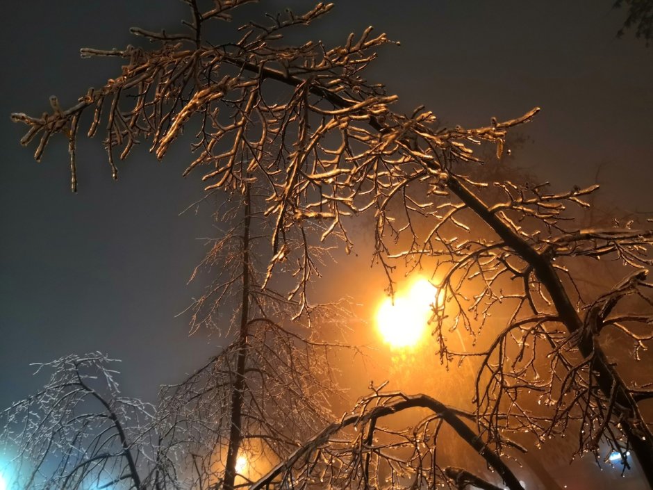 Ледяной дождь во Владивостоке поломанные деревья
