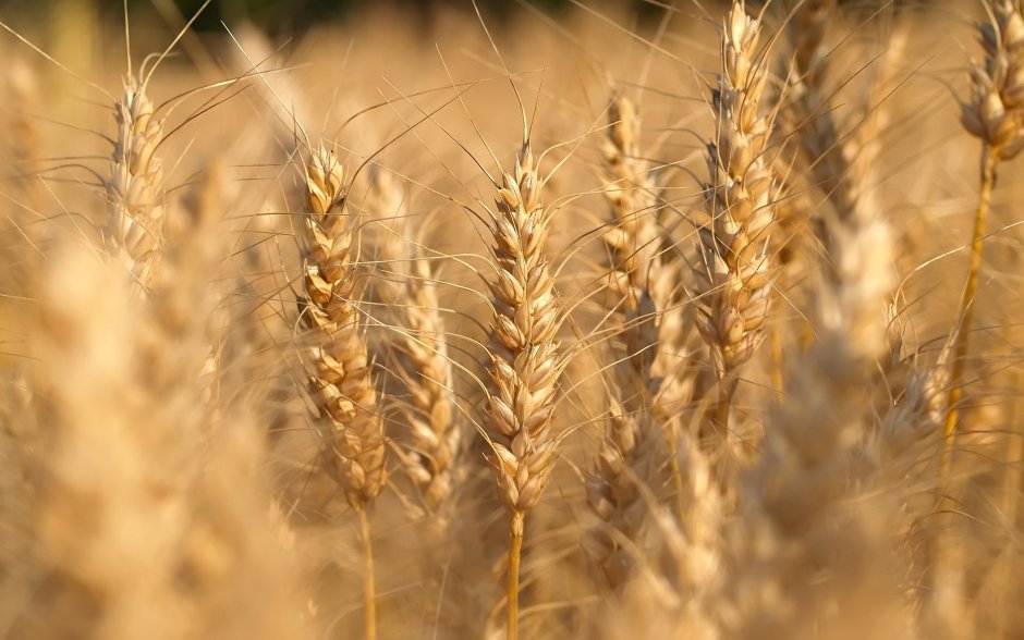 Колос озимой пшеницы Юка