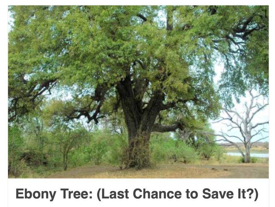 Эбеновые деревья ЮАР