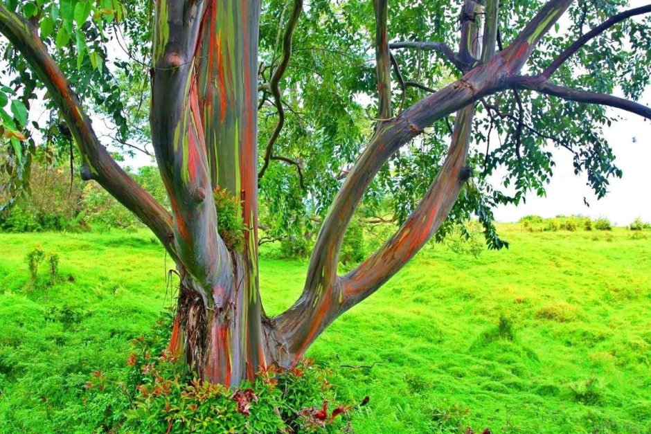 Камедные деревья в Австралии