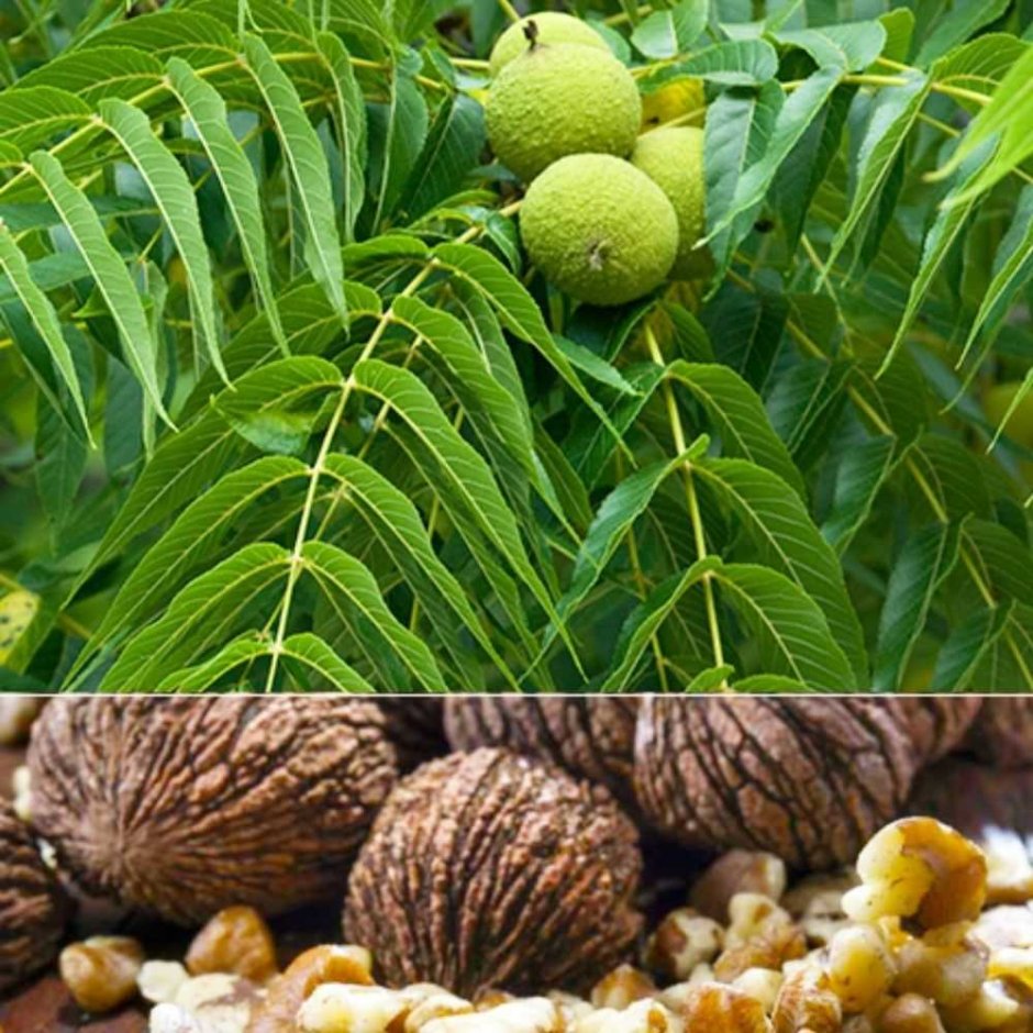 Орех маньчжурский - Juglans mandshurica плод