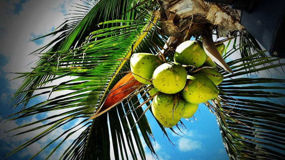 Самоа кокосовая Пальма