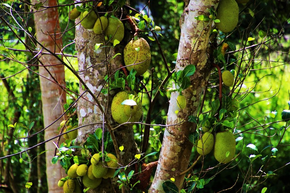 Тропические фрукты на деревьях