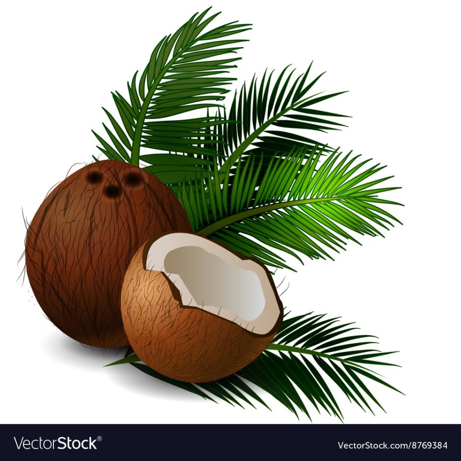Кокос и пальмовый лист