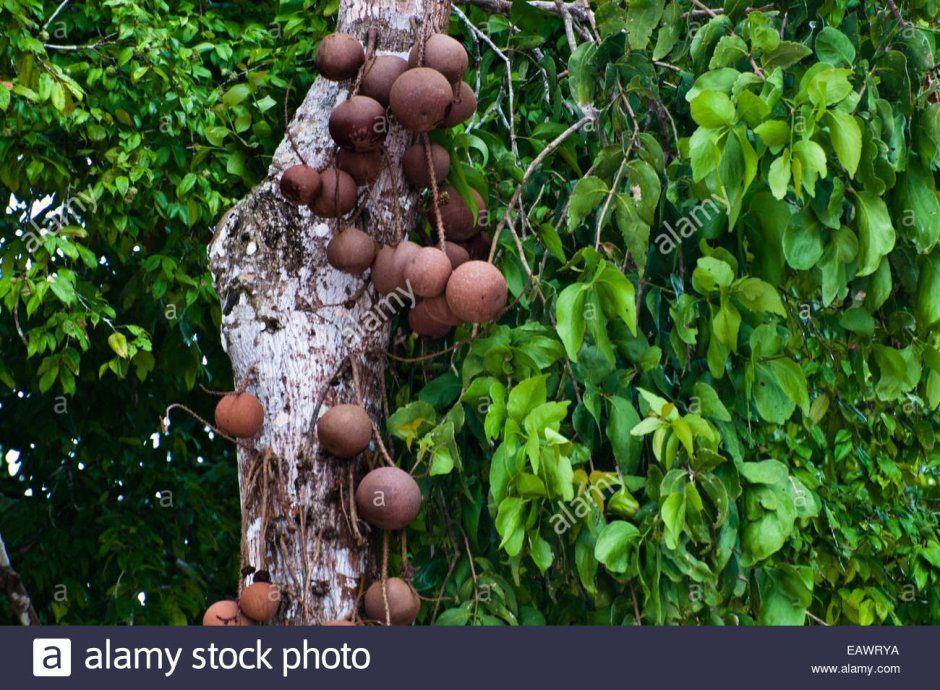 Бразильское ореховое дерево в Южной Америке