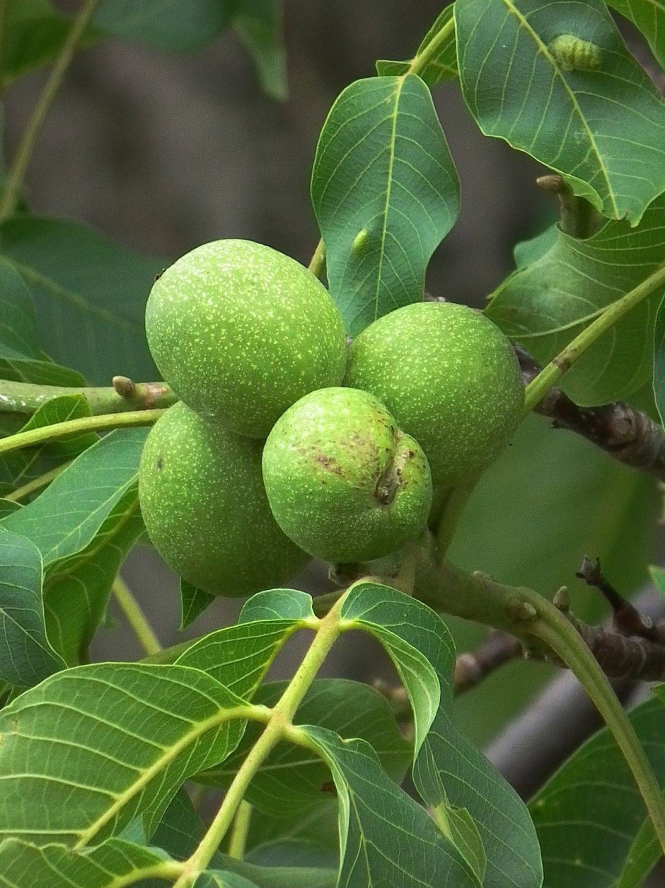 Грецкий орех деревья с орехами