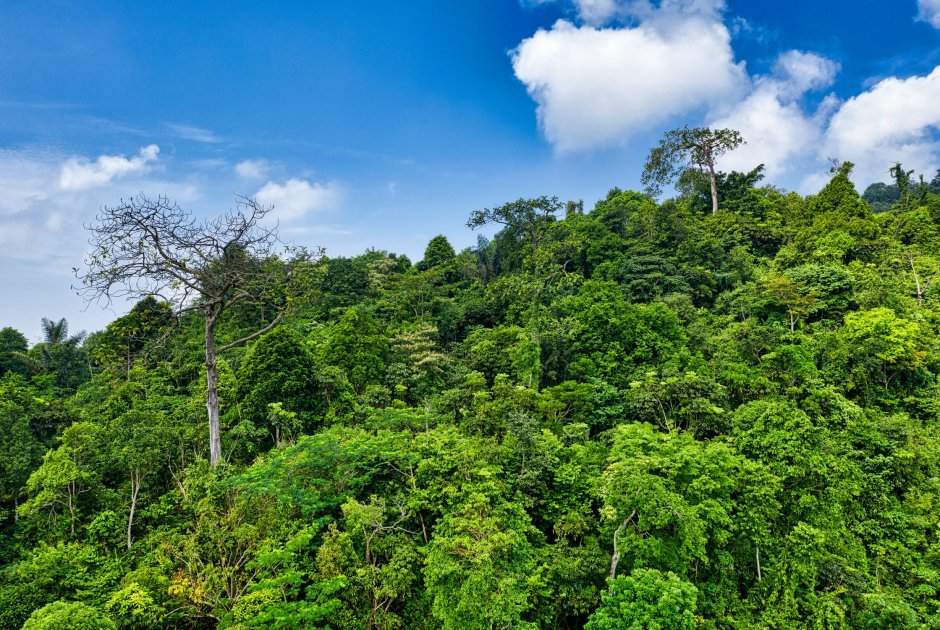 Сандаловое дерево в тропическом лесу