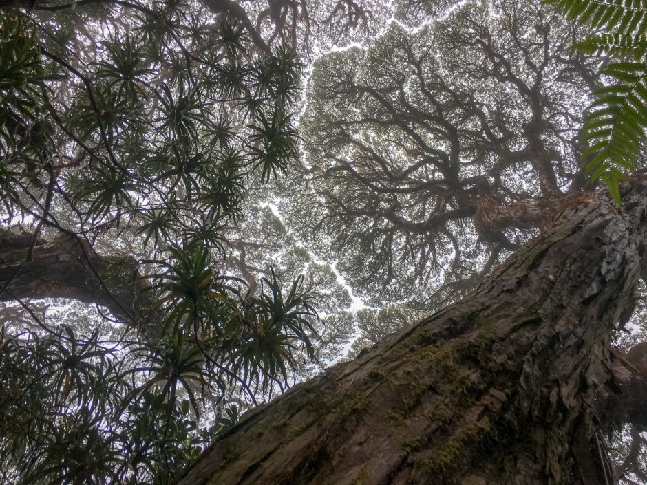 Склерофильный лес Австралии
