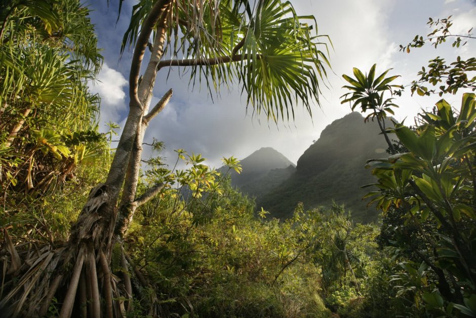Гавайи джунгли