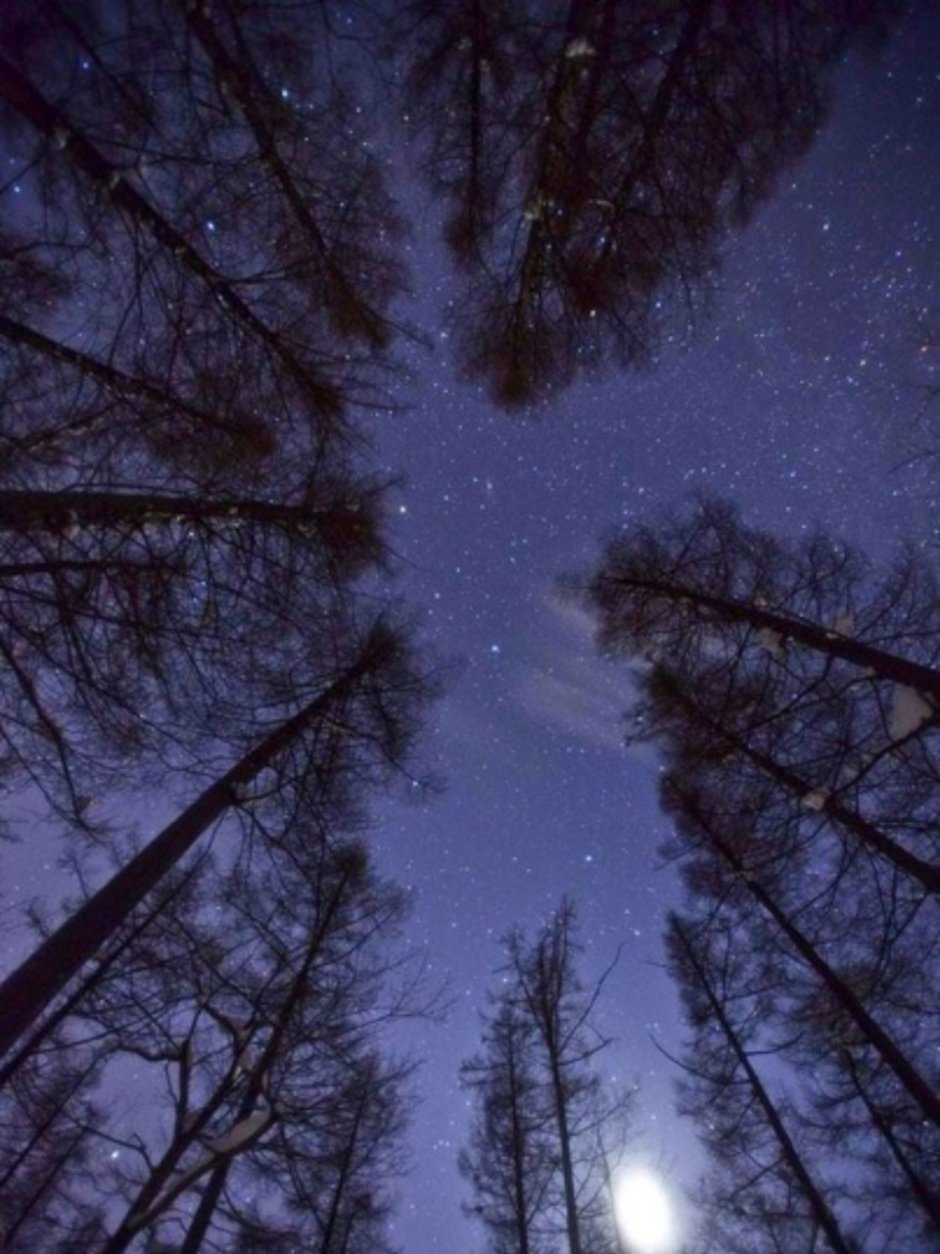 Ночной лес со звездами