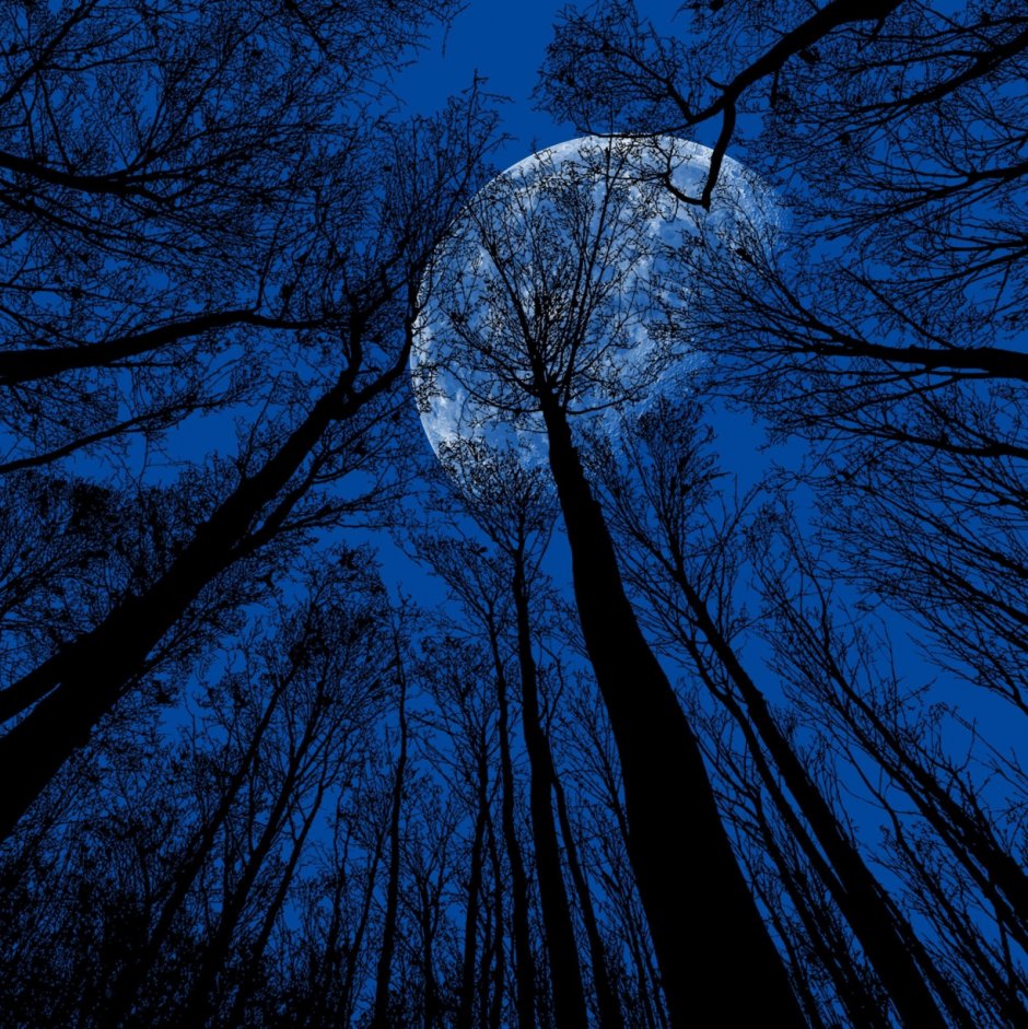 Полная Луна и дерево