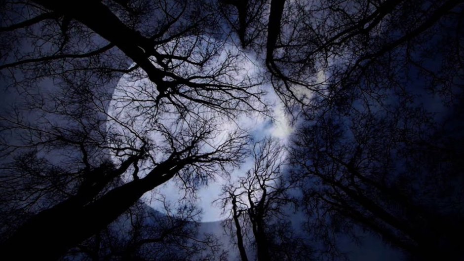 Кроны деревьев ночью