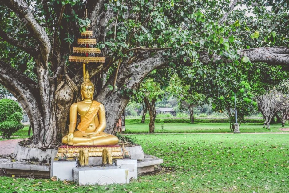Золотая статую Будды под деревом Бодхи