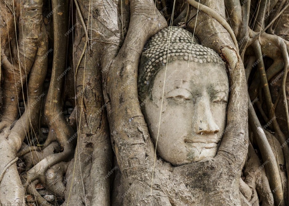 Лик Будды сквозь деревья