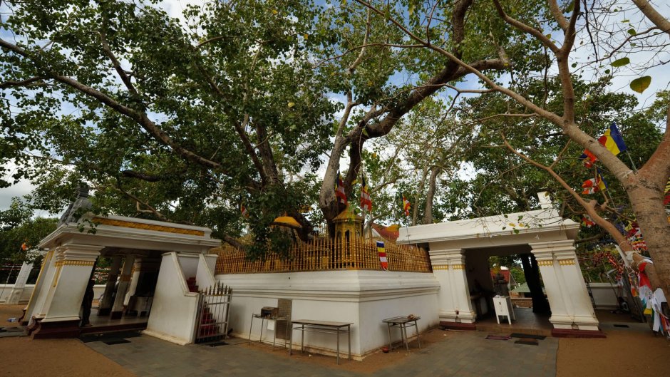 Анурадхапура Шри Ланка дерево Бодхи