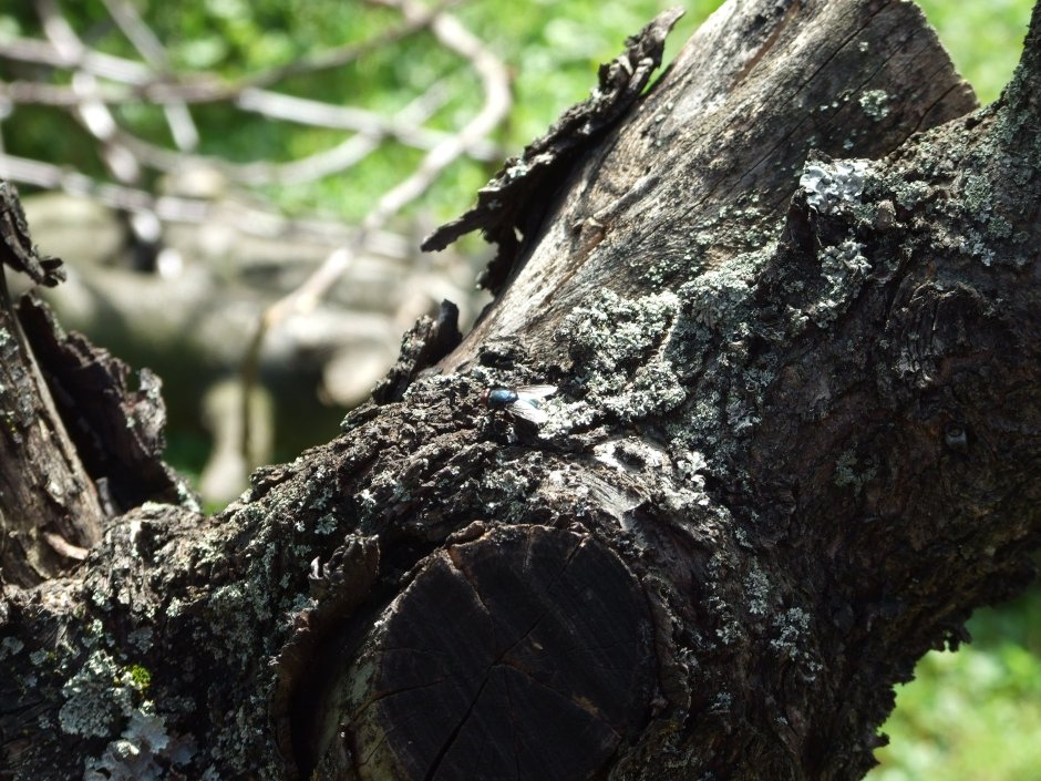 Муха на древесине на дереве
