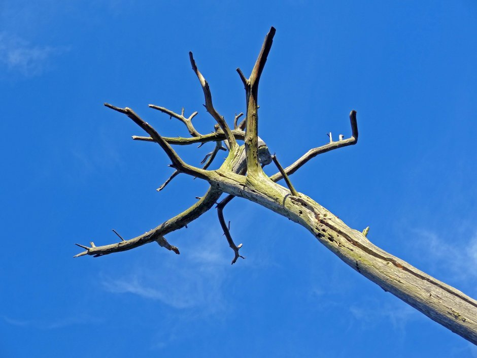 Плодовое дерево с шипами на ветках