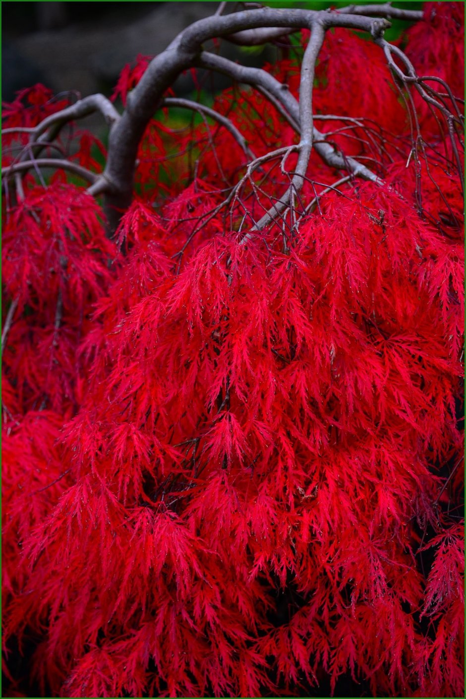 Красное дерево растение