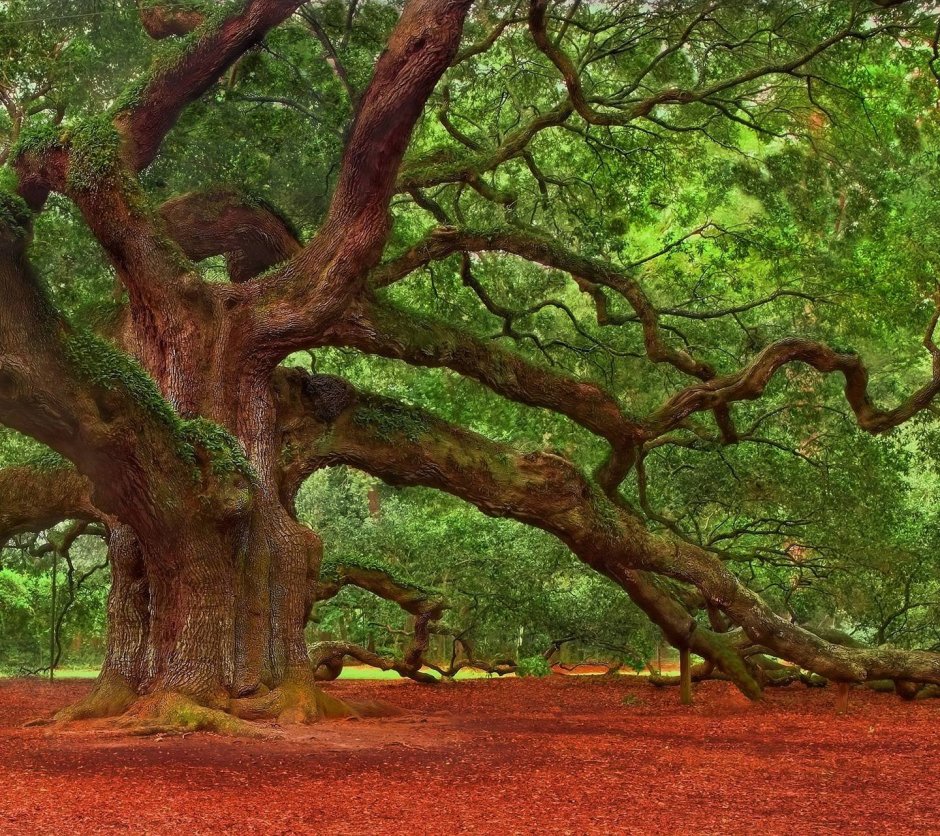 Красное махагониевое дерево в Южной Америке