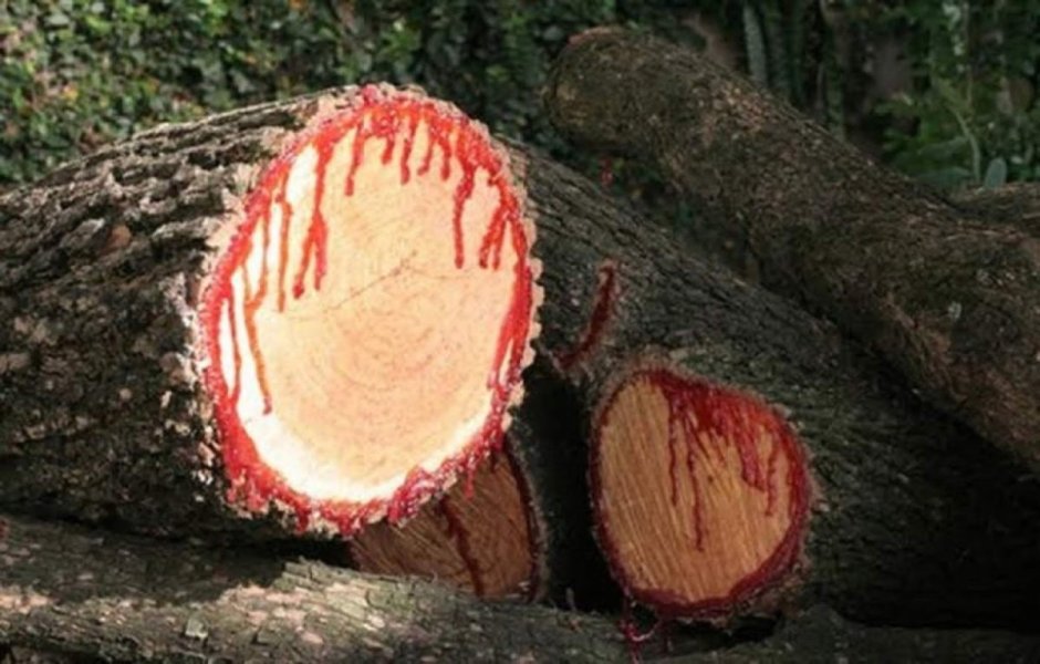 Кровоточащее дерево Африканский тик
