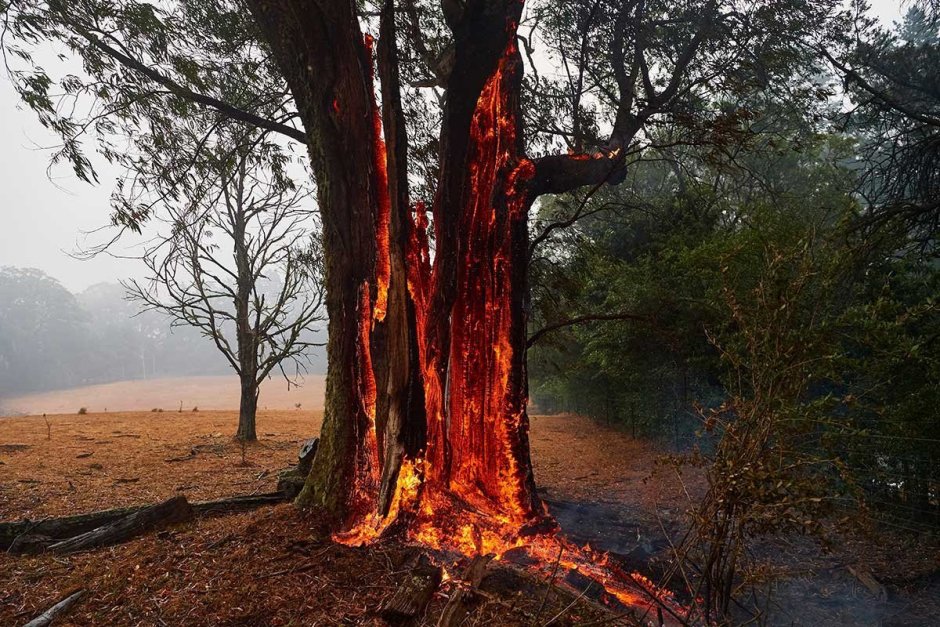 Деревья после пожара