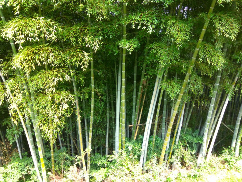 Батуми бамбуковый лес