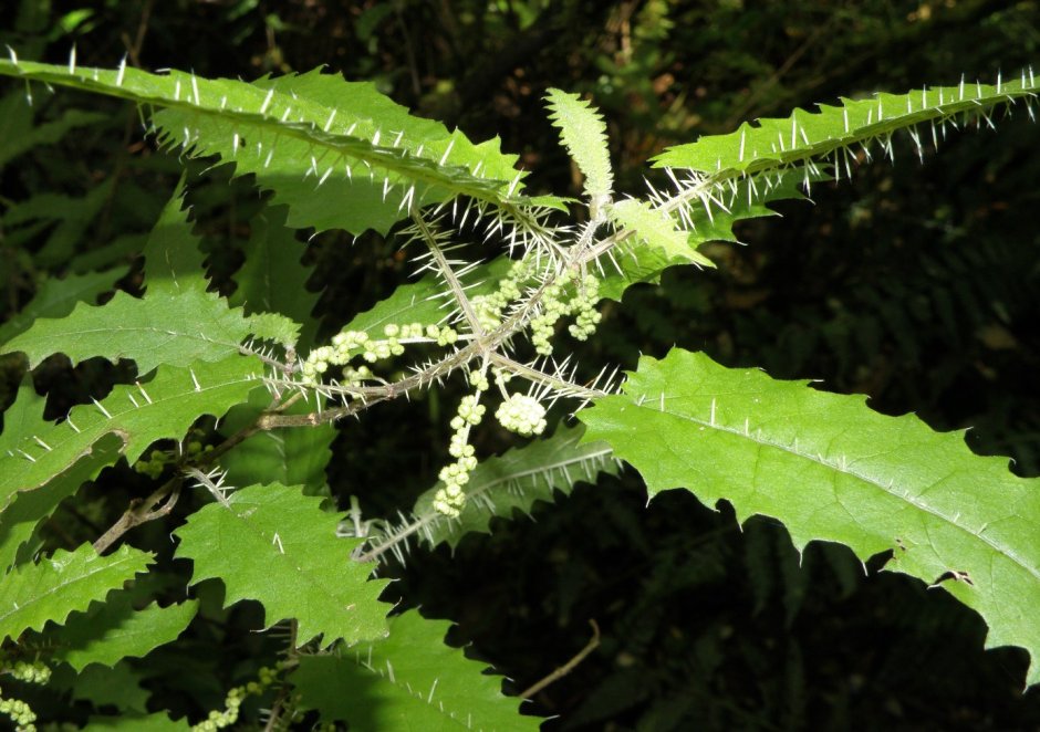 Крапивное дерево (Urtica Ferox),