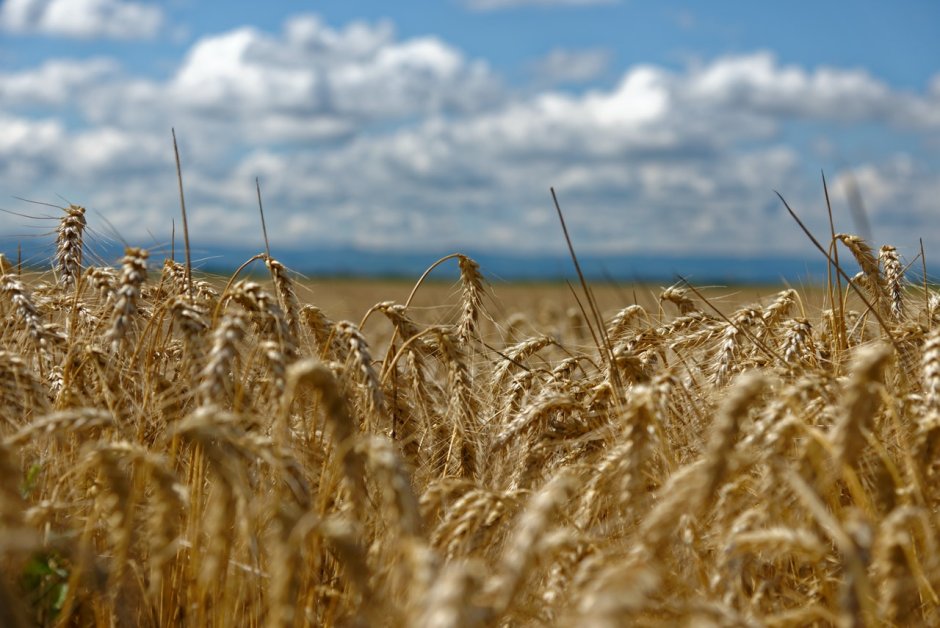 Продовольственная пшеница