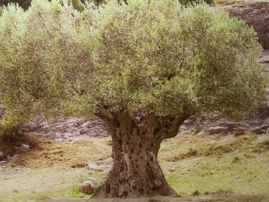 Дерево Аль гаркад