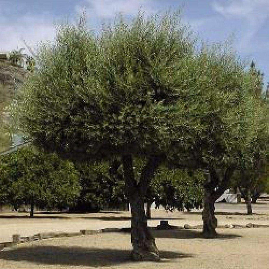 Дерево гаркад в Израиле
