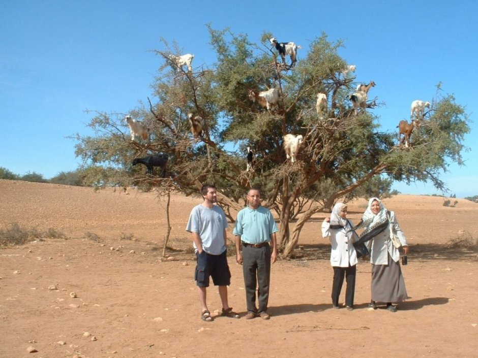 Дерево евреев гаркад
