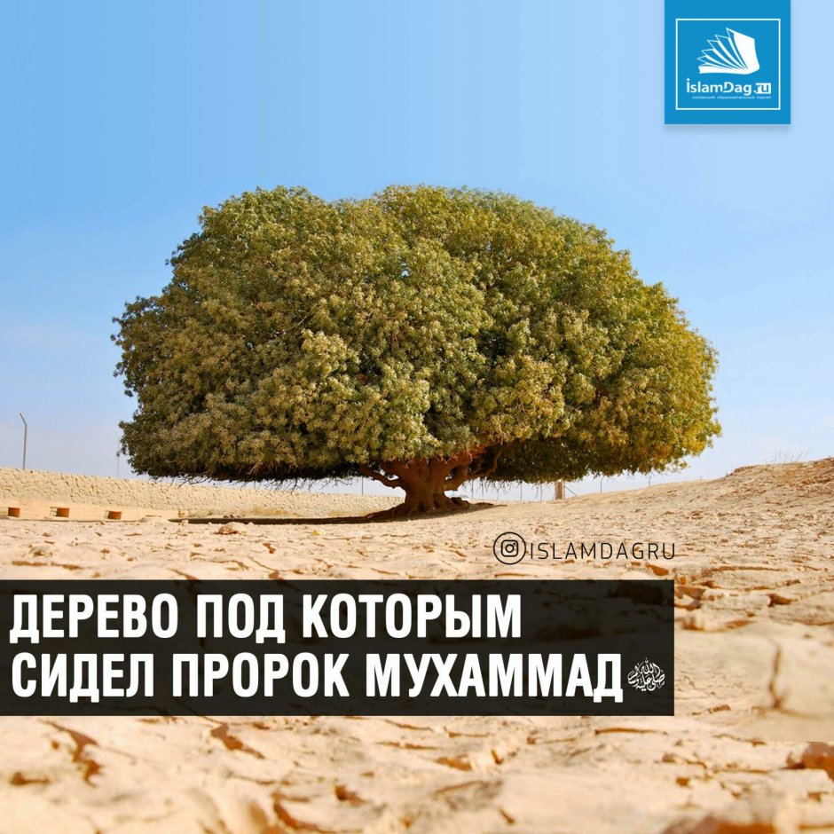 Дерево плод которым сидел пророк Мухаб