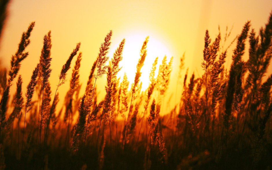 Пшеница на фоне заката