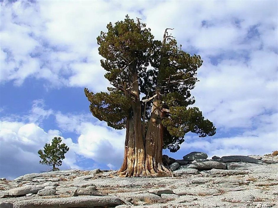 Дерево Мафусаил самое старое в мире