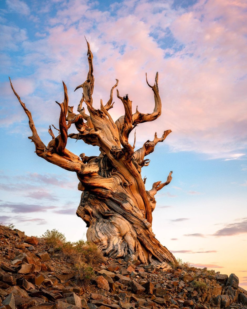 Дерево Мафусаил самое старое в мире