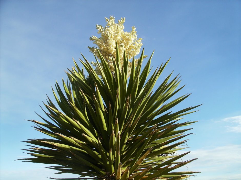 Юкка алоэлистная (Yucca aloifolia)