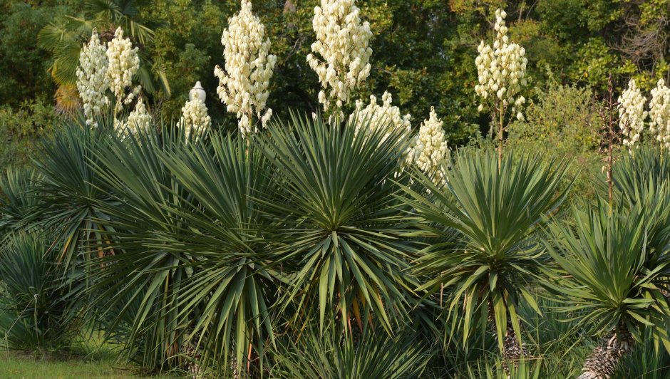 Юкка славная (Yucca Gloriosa)