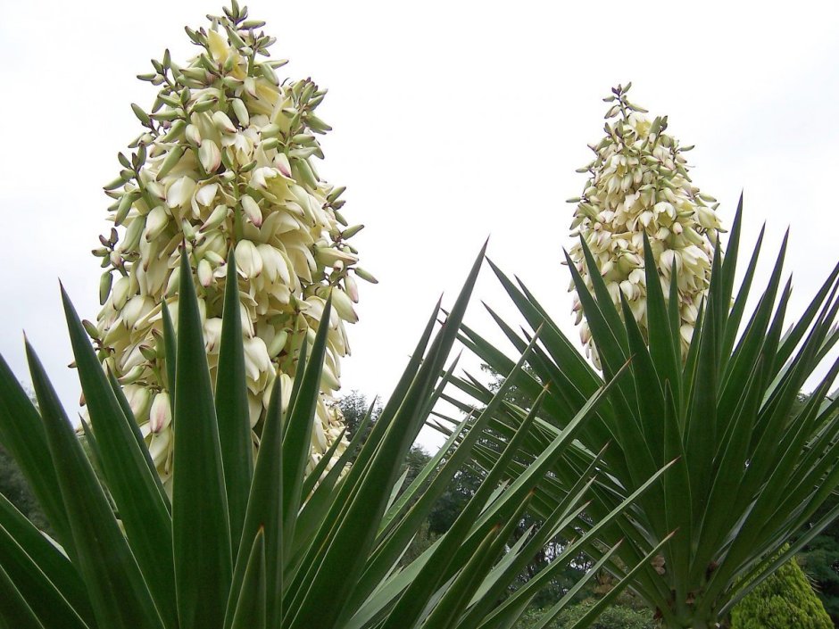 Юкка алоэлистная (Yucca aloifolia)