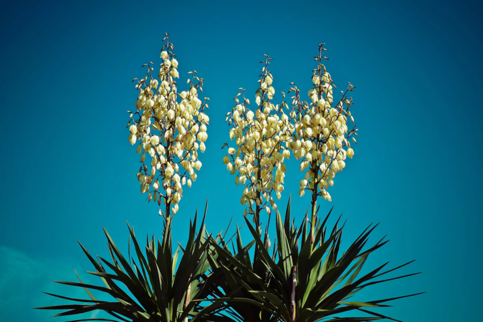 Юкка нитчатая (Yucca filamentosa)