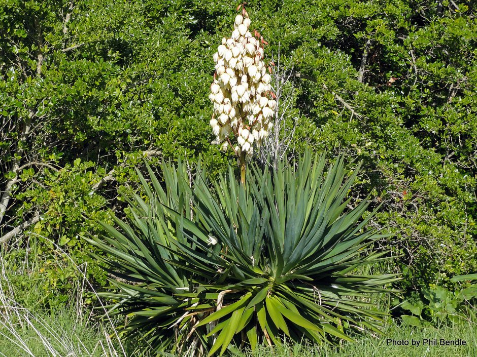 Yucca Gloriosa цветы