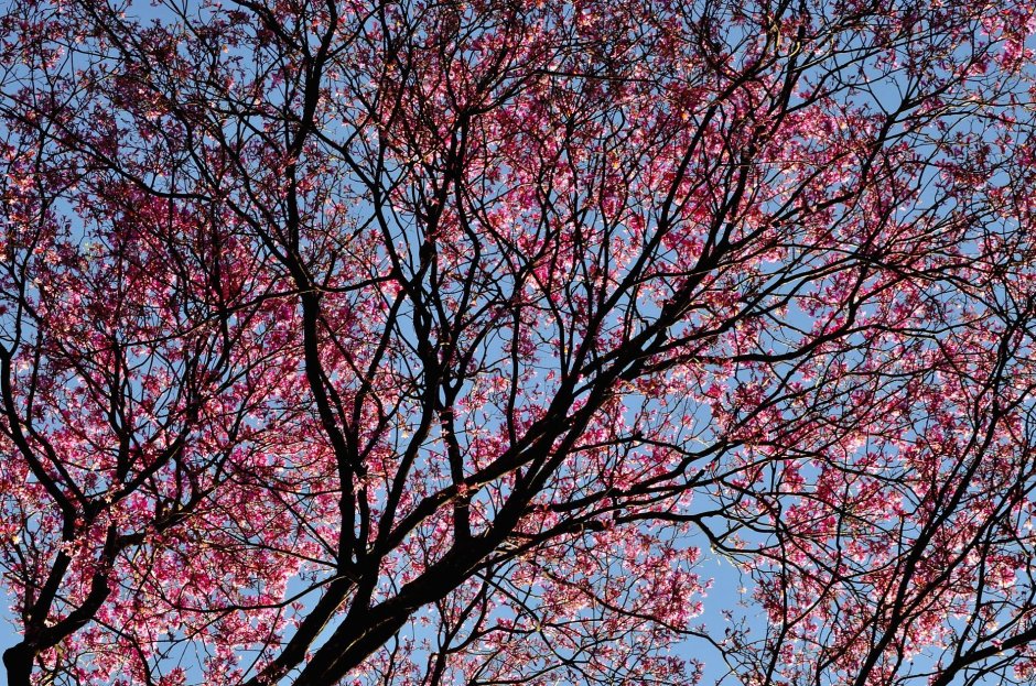 Цвет вишневого дерева