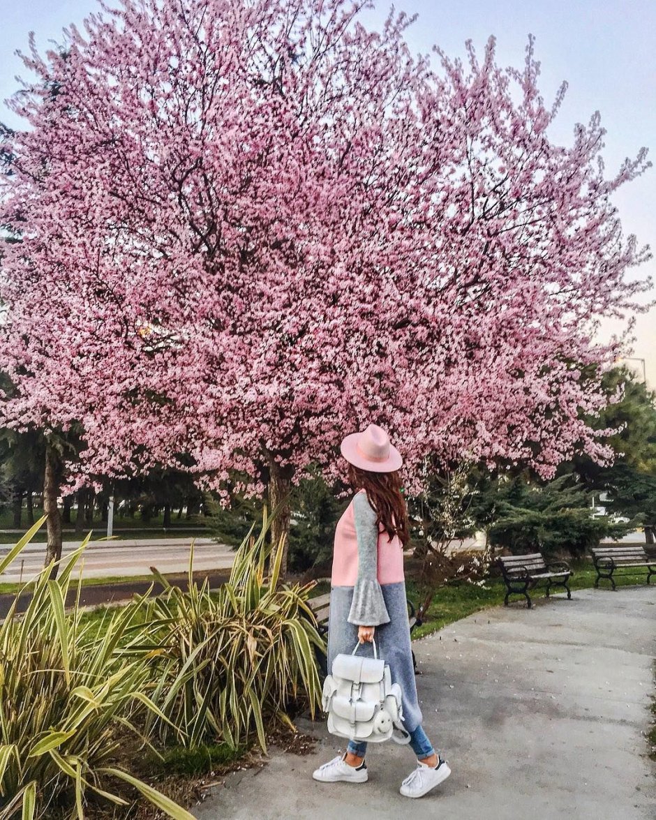 Парк Галицкого розовые деревья