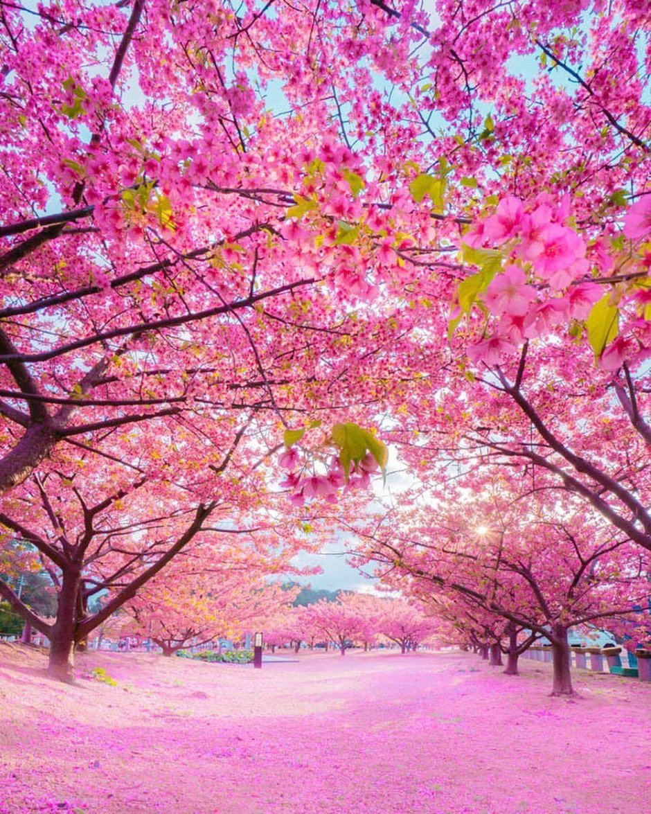 Весна розовые деревья