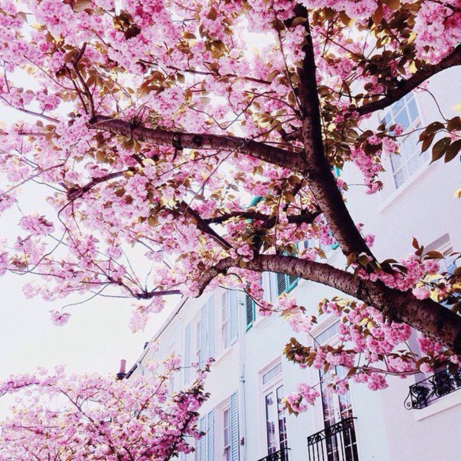 Цветущий Лондон весной