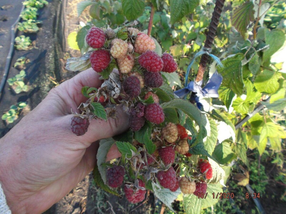 Малиновое дерево богатырь ягоды