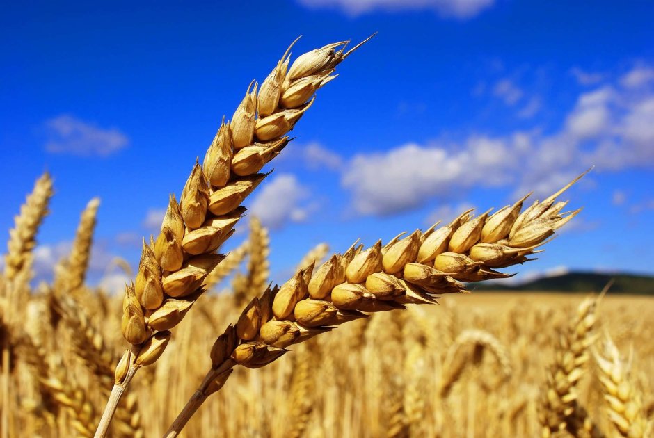 Яровая пшеница Новосибирская 67