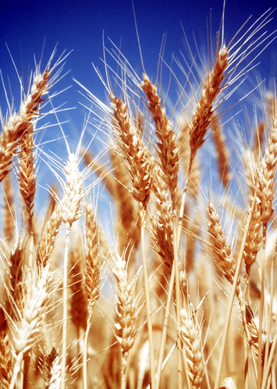 Колос озимой пшеницы