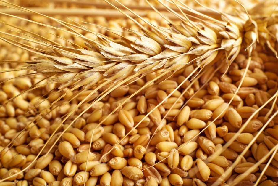 Сорт пшеницы Ирень